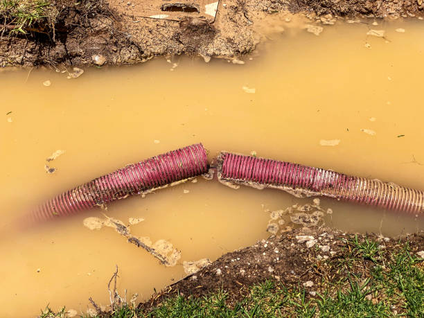 Best Mold removal after water damage  in Westfield, PA